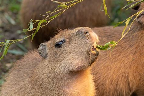 Baby Capybaras