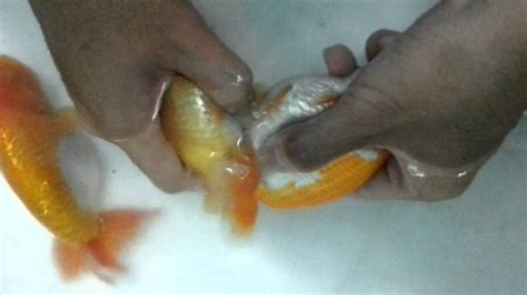 Hand Breeding Ranchu - YouTube