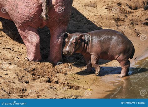 Baby hippopotamus stock image. Image of africa, vegetarian - 47182791