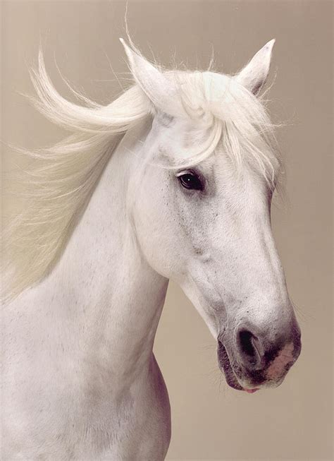 Beauty Portrait Of A White Horse by Daniel Day