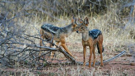 Mpala Live! Field Guide: Black-Backed Jackal | MpalaLive