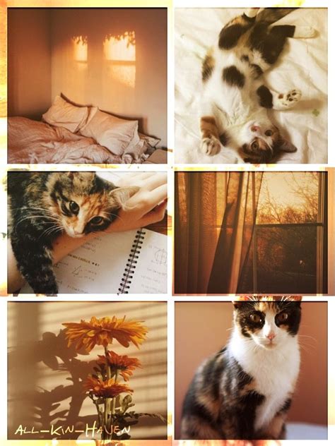 [ Calico Cat Kinboard for Anon ] - A Safehaven for Kin and Therian