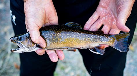 Salvelinus fontinalis » NCFishes.com