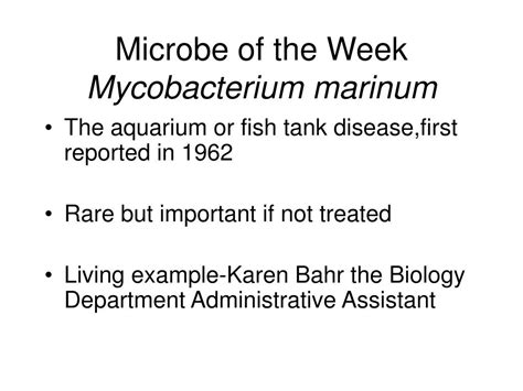 PPT - Microbe of the Week Mycobacterium marinum PowerPoint Presentation ...