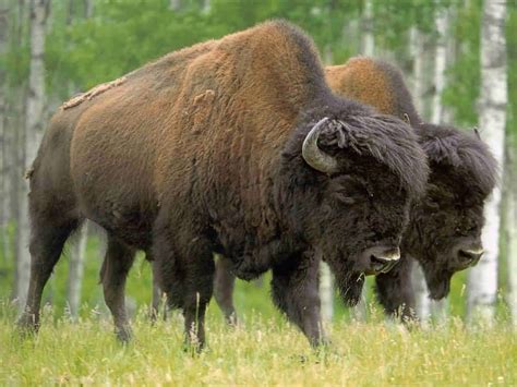 The Buffalo or Bison | Animals Lover