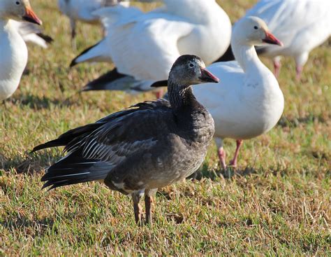 snow goose, dark morph---aka blue goose | Hayden Preserve, F… | Flickr