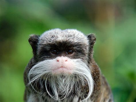 Emperor Tamarin