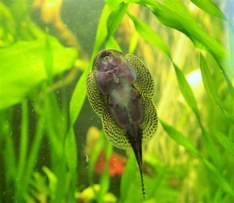 Chinese Hillstream Loach: care, tank mates, pictures, video | Tropical fish tanks, Tropical ...