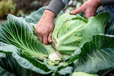 Premium Photo | Picking fresh cabbage by hand with a knife. harvesting cabbage.