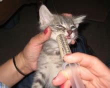 Sick Kitten Illnesses, Symptoms and Care