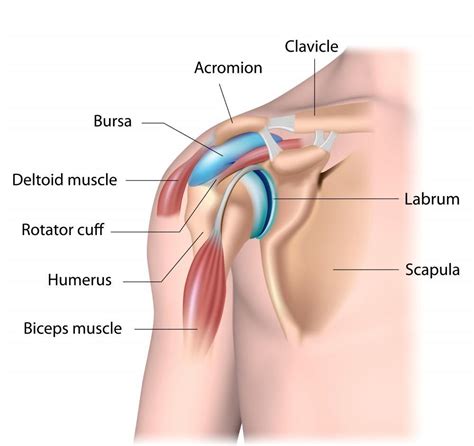 Shoulder Doctor Guide - What You Should Know: Elite Sports Medicine ...