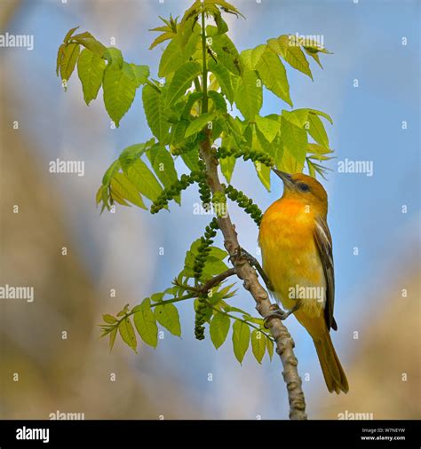 Baltimore oriole female hi-res stock photography and images - Alamy