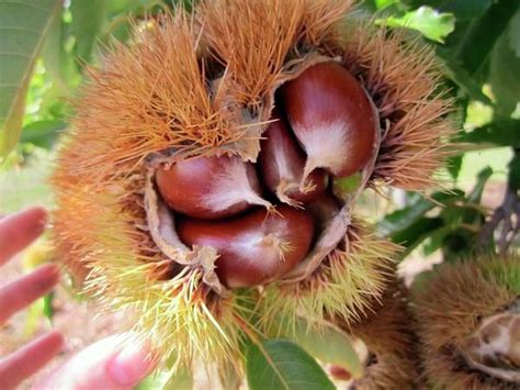 What’s the difference between horse chestnuts and sweet chestnuts?