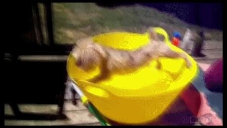 Funny Dog Baths GIF by Cheezburger - Find & Share on GIPHY