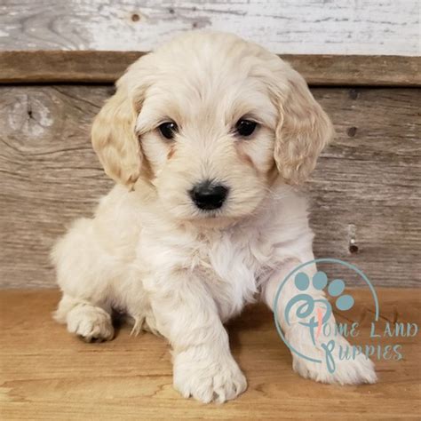 Goldendoodle puppies near me - medium goldendoodle puppies for sale