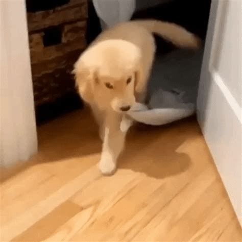 Tired Golden Retriever GIF - Find & Share on GIPHY