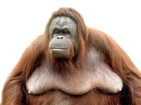 Female Adult Orangutan by Natural History Museum, London/science Photo Library