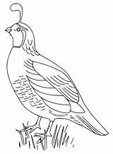 Printable Quail Coloring Page  Free Pages For Kids sketch template