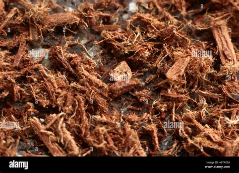 west Indian locust, jatoba (Hymenaea courbaril), bark Stock Photo - Alamy