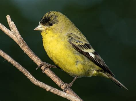 Lesser Goldfinch - NestWatch