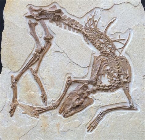 New Fossil Discovery - “Olive” A Primitive Horse Ancestor From The ...