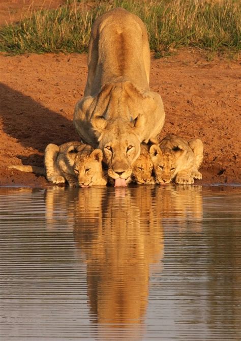 Lioness and cubs drinking x-post rpics - Photorator