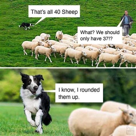 That's all 40 sheep. What? We should only have 37!? I know, I rounded them up. Dog Jokes, Funny ...