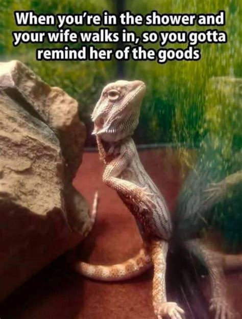 Funny Lizard Chillin’ | funny-pics.co | Funny relationship memes, Funny relationship, Funny lizards