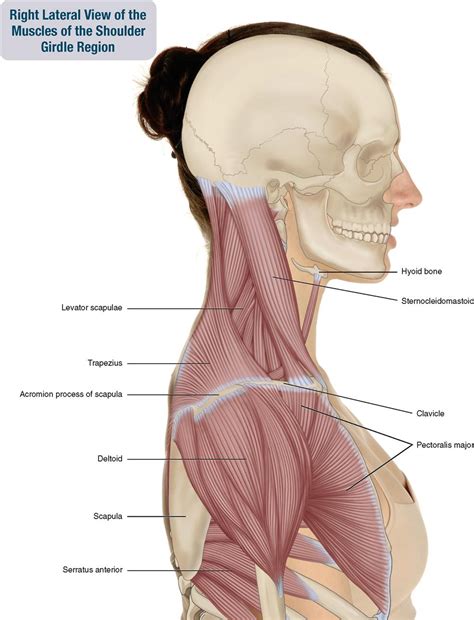 6. Muscles of the Shoulder Girdle and Arm | Musculoskeletal Key