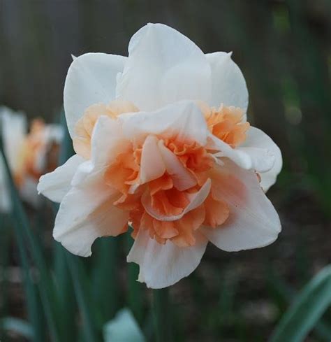 Narcissus - Sagittarius flower | December birth flower, Birth flowers, Flowers