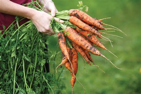 The Common Carrot - Edible San Luis Obispo