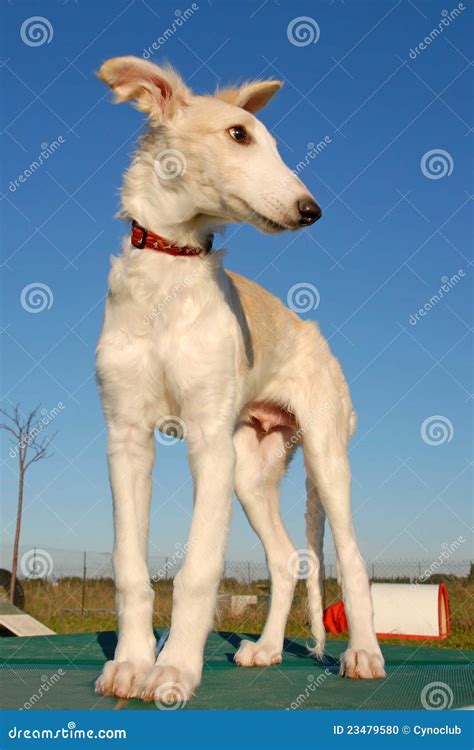 Russian Borzoi dog stock photo. Image of looking, alertness - 23479580