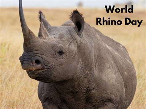 World Rhino Day 2021: Theme and quotes to share | Trending & Viral News