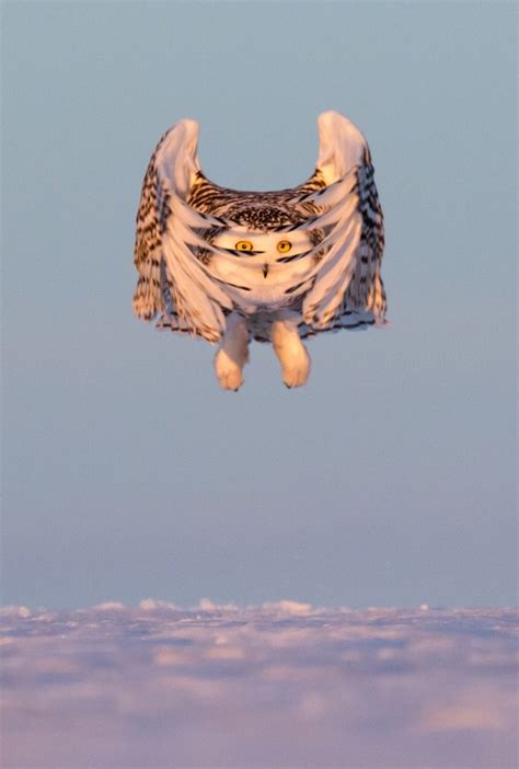 Unlike most owls, snowy owls are diurnal (active during the day). : Awwducational
