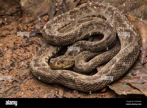 Snake bite hi-res stock photography and images - Alamy