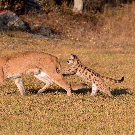 Mountain Lion Vs Bobcat