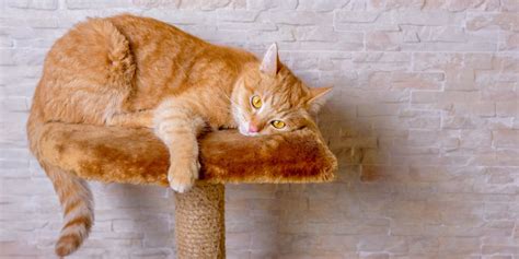 8 Gorgeous Orange Cat Breeds That Make Great Pets (With Pictures) - Cats.com