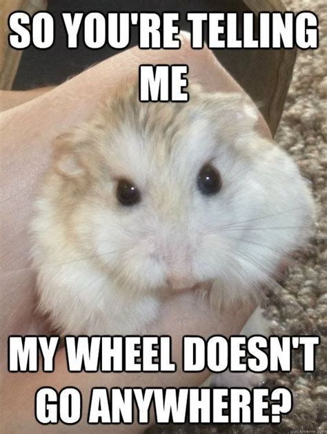 15 Funny Hamster Memes To Get You Through Friday