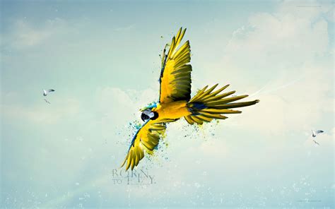 Born to Fly Wallpapers | HD Wallpapers | ID #13343