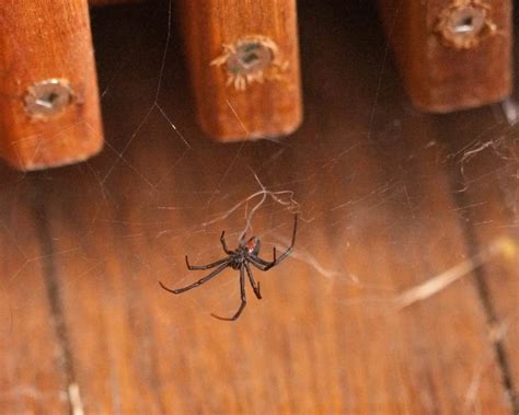 Redback spider - Facts, Diet, Habitat & Pictures on Animalia.bio