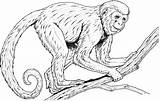 Monkey Coloring Pages sketch template