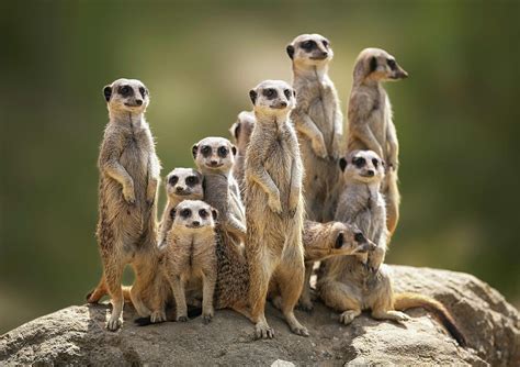 Meerkat Family On Lookout by Kristianbell