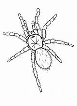 Tarantula Drawing At GetDrawings  Free Download sketch template