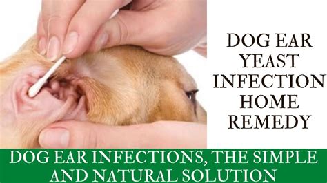 How Can I Treat My Dogs Yeast Infection At Home