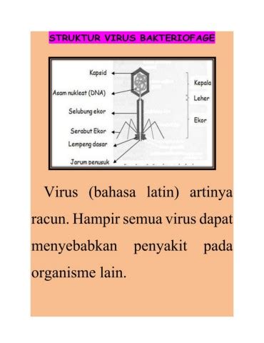 STRUKTUR VIRUS BAKTERIOFAGE 2