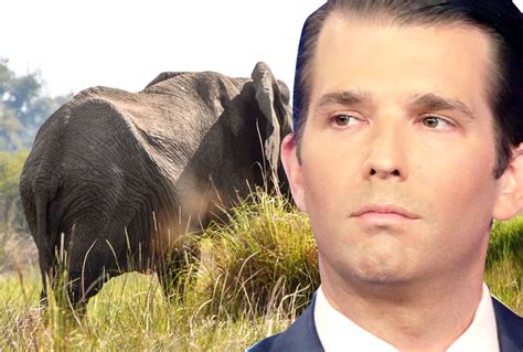 Trump reverses Obama ban to allow (his sons') elephant hunt trophies ...