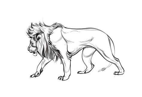 Profile drawing, Lion sketch, Lion art