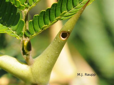 Ants protecting plants: Pseudomyrmex ants and bullhorn Acacias — Bug of the Week
