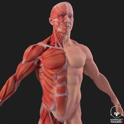 İnsan Anatomisi Tüm Vücut Kas Sistemi ve İskelet 3D Modelleri