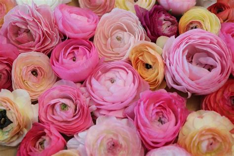 Ranunculus Growing Guide – Renfrow Farms